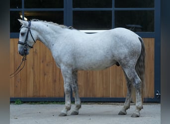 Mustang, Hongre, 10 Ans, 145 cm, Gris