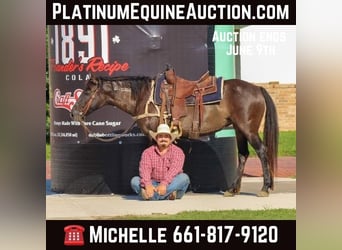 Mustang, Hongre, 11 Ans, 142 cm, Grullo