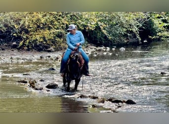 Mustang, Hongre, 12 Ans, 147 cm, Noir