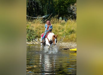 Mustang, Hongre, 12 Ans, 152 cm, Alezan brûlé