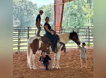 Mustang, Hongre, 12 Ans, 152 cm, Pinto