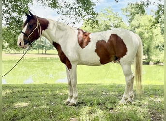 Mustang, Hongre, 12 Ans, 152 cm, Pinto