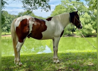Mustang, Hongre, 12 Ans, 152 cm, Tobiano-toutes couleurs