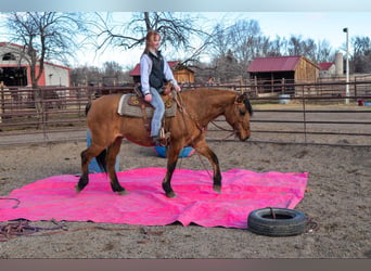 Mustang, Hongre, 14 Ans, 157 cm, Isabelle