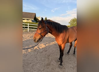 Mustang, Hongre, 2 Ans, 145 cm, Bai