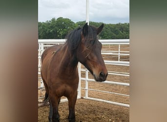 Mustang, Hongre, 2 Ans, 145 cm, Bai