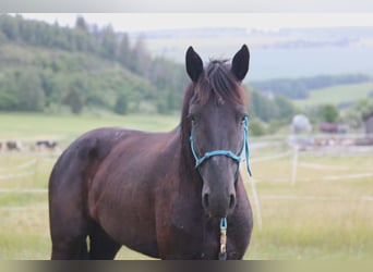 Mustang, Hongre, 4 Ans, 150 cm, Noir