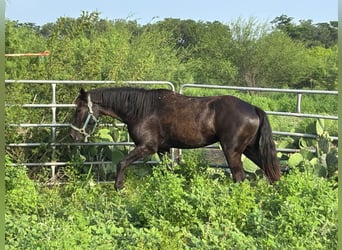 Mustang, Hongre, 4 Ans, 150 cm, Noir