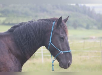 Mustang, Hongre, 4 Ans, 150 cm, Noir