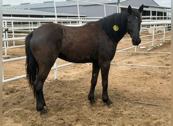 Mustang, Hongre, 4 Ans, 150 cm, Noir