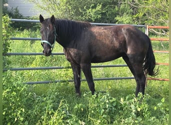 Mustang, Hongre, 4 Ans, 150 cm, Noir