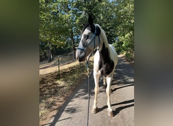 Mustang, Hongre, 4 Ans, 156 cm, Pinto