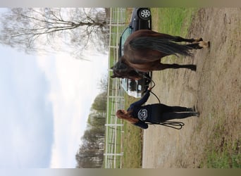Mustang, Hongre, 5 Ans, 140 cm, Bai