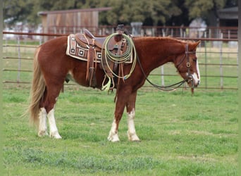 Mustang, Hongre, 5 Ans, 142 cm, Alezan brûlé