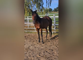 Mustang, Hongre, 5 Ans, 147 cm, Bai