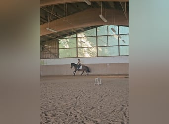 Mustang, Hongre, 5 Ans, 147 cm, Bai