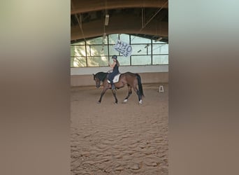 Mustang, Hongre, 5 Ans, 147 cm, Bai