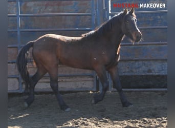 Mustang, Hongre, 5 Ans, 150 cm, Bai