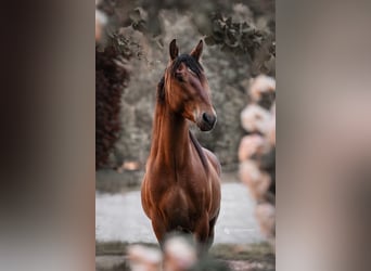 Mustang, Hongre, 5 Ans, 151 cm, Bai