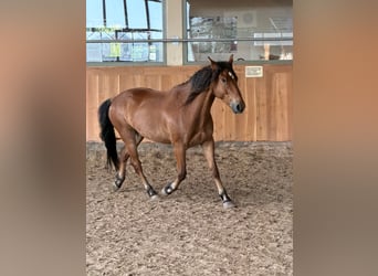 Mustang, Hongre, 5 Ans, 151 cm, Bai
