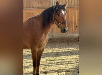 Mustang, Hongre, 5 Ans, 151 cm, Bai