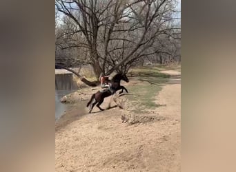 Mustang, Hongre, 6 Ans, 145 cm, Bai cerise