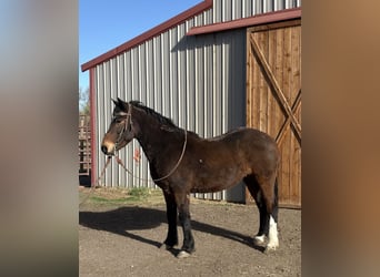 Mustang, Hongre, 6 Ans, 145 cm, Bai cerise