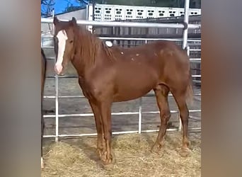 Mustang, Hongre, 6 Ans, 147 cm, Alezan