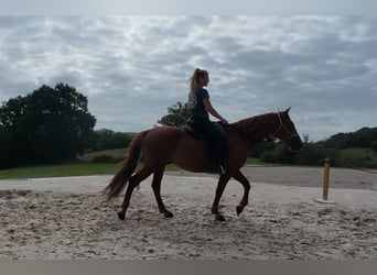 Mustang, Hongre, 7 Ans, 144 cm, Alezan