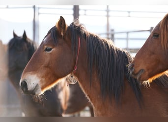 Mustang, Hongre, 7 Ans, 147 cm, Bai