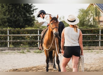 Mustang, Hongre, 7 Ans, 147 cm, Bai