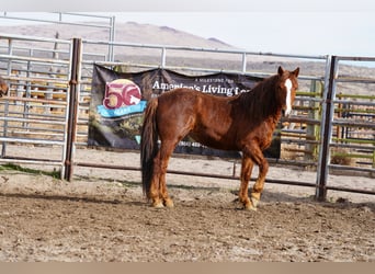 Mustang, Hongre, 7 Ans, 152 cm, Alezan
