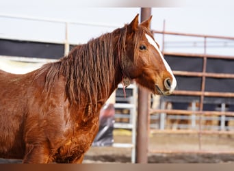 Mustang, Hongre, 7 Ans, 152 cm, Alezan