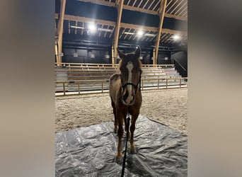 Mustang, Hongre, 7 Ans, 152 cm, Alezan