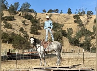 Mustang, Hongre, 7 Ans, 163 cm, Gris pommelé