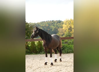 Mustang, Hongre, 8 Ans, 148 cm, Noir
