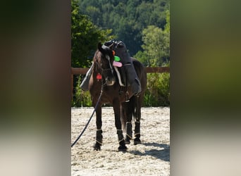 Mustang, Hongre, 8 Ans, 148 cm, Noir
