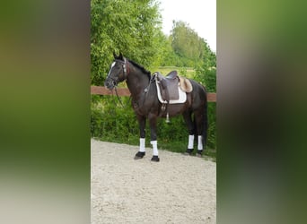 Mustang, Hongre, 8 Ans, 148 cm, Noir