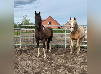 Mustang, Hongre, 8 Ans, 150 cm, Tobiano-toutes couleurs