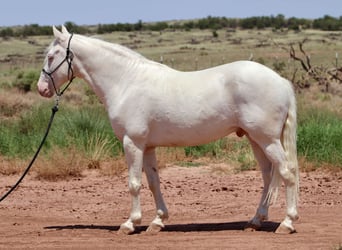 Mustang, Hongre, 8 Ans, 152 cm, Cremello