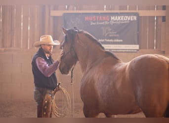 Mustang, Hongre, 8 Ans, 154 cm, Isabelle
