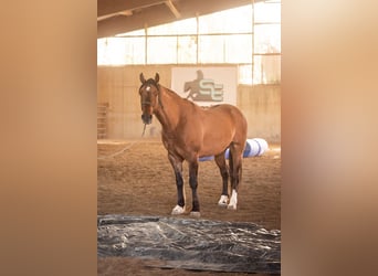 Mustang, Hongre, 8 Ans, 154 cm, Isabelle
