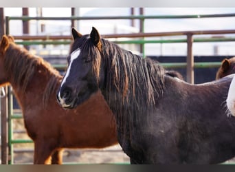 Mustang, Hongre, 8 Ans, 154 cm, Noir