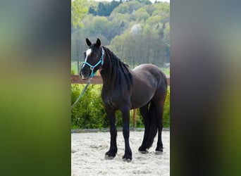Mustang, Hongre, 8 Ans, 154 cm, Noir