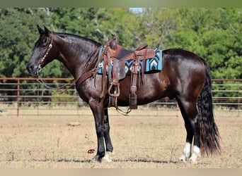 Mustang, Hongre, 8 Ans, 155 cm, Noir