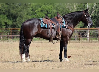 Mustang, Hongre, 8 Ans, 155 cm, Noir