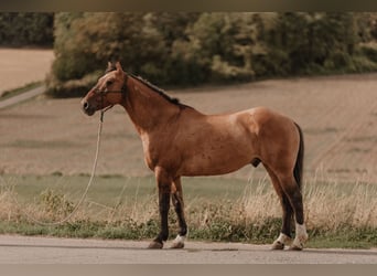 Mustang, Hongre, 8 Ans, 158 cm, Isabelle