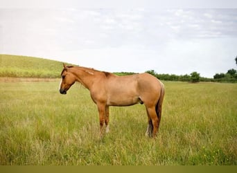 Mustang, Hongre, 9 Ans, 140 cm, Alezan dun
