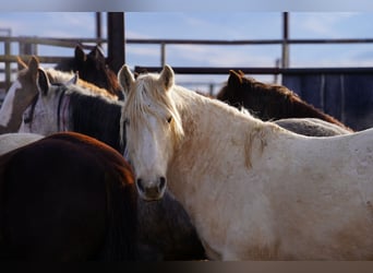 Mustang, Hongre, 9 Ans, 150 cm, Palomino