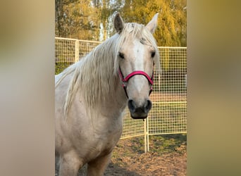Mustang, Hongre, 9 Ans, 150 cm, Palomino